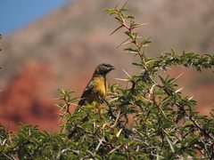 Phrygilus