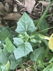 Thunbergia dregeana