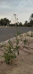 Sisymbrium irio