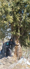 Taxus wallichiana