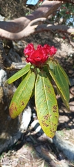 Rhododendron barbatum