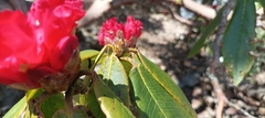 Rhododendron barbatum