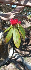 Rhododendron barbatum