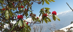 Rhododendron barbatum