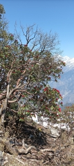 Rhododendron barbatum