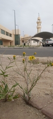 Senecio glaucus