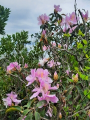 Rhododendron moulmainense