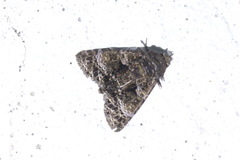 Diopa corone