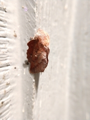 Phyllodesma occidentis