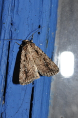 Dichagyris signifera