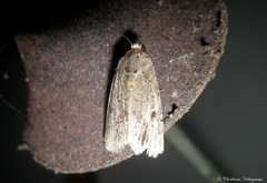 Lepidoptera