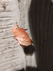 Phyllodesma occidentis