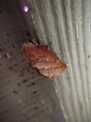 Phyllodesma occidentis