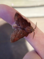 Phyllodesma occidentis