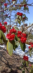 Rhododendron barbatum
