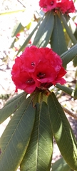 Rhododendron barbatum