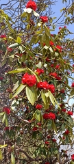 Rhododendron barbatum