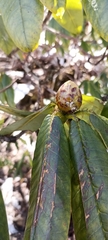 Rhododendron barbatum
