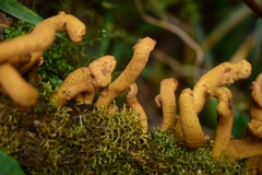 Austrobasidium pehueldeni