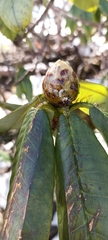 Rhododendron barbatum