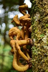 Austrobasidium pehueldeni