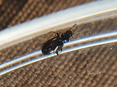 Carabidae