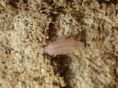 Androniscus dentiger