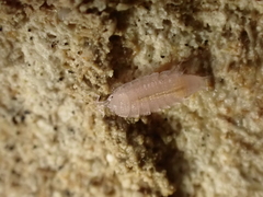 Androniscus dentiger