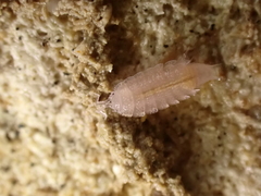 Androniscus dentiger