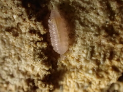 Androniscus dentiger