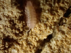 Androniscus dentiger