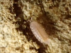 Androniscus dentiger