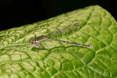 Oxyagrion terminale