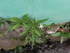 Hippobroma longiflora