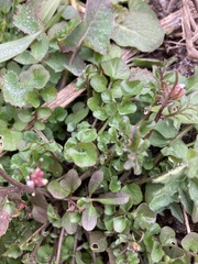 Cardamine hirsuta