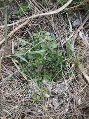 Cardamine hirsuta