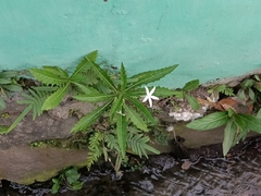 Hippobroma longiflora