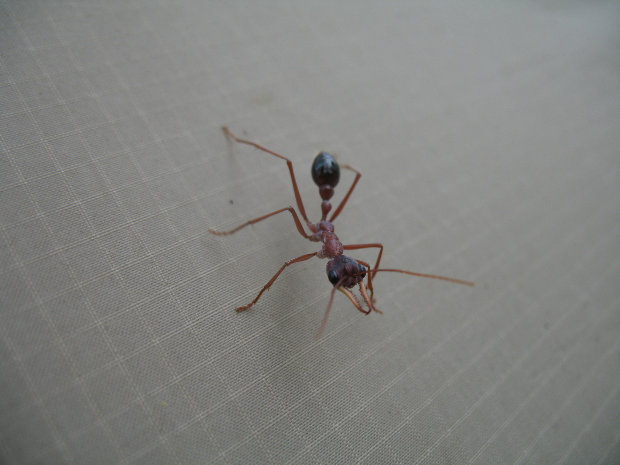 Myrmecia