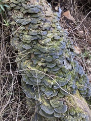 Trametes versicolor