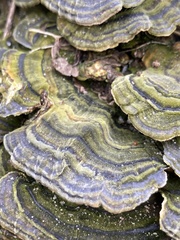 Trametes versicolor