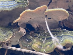 Trametes versicolor