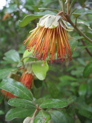 Diplolaena dampieri