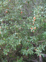 Diplolaena dampieri