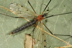 Limonia nigropunctata