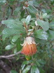 Diplolaena dampieri