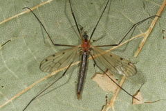Limonia nigropunctata