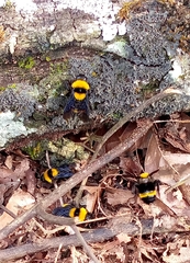 Bombus transversalis