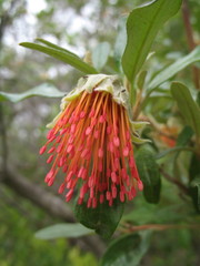 Diplolaena dampieri