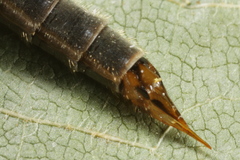 Limonia nigropunctata