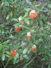 Diplolaena dampieri